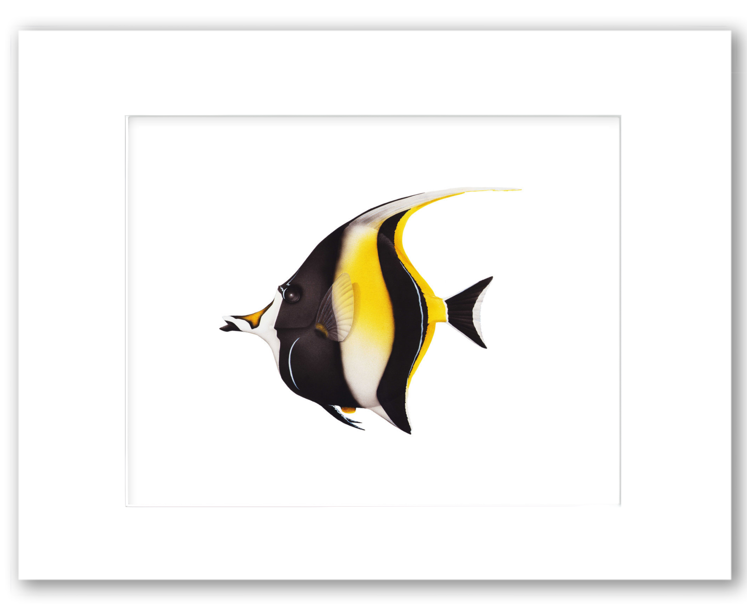 Moorish Idol