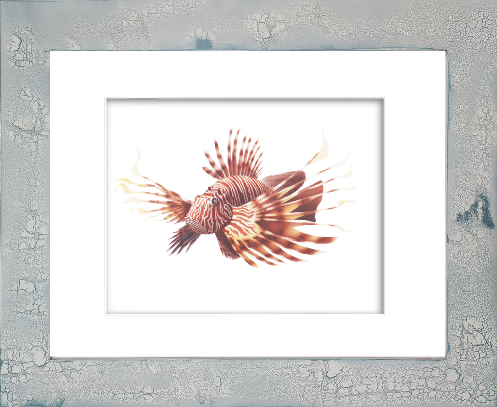 Rodney Ferguson Scorpion Fish watercolor giclee print featuring a highly detailed invasive reef fish with delicate winged barbs, dramatic fins, and striking camouflage patterns, mounted in a distressed and crackled handmade coastal frame. Coastal marine wall art inspired by tropical ocean ecosystems and underwater wildlife.