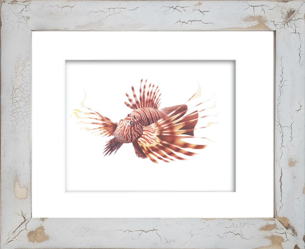 Rodney Ferguson Scorpion Fish watercolor giclee print featuring a highly detailed invasive reef fish with delicate winged barbs, dramatic fins, and striking camouflage patterns, mounted in a distressed and crackled handmade coastal frame. Coastal marine wall art inspired by tropical ocean ecosystems and underwater wildlife.