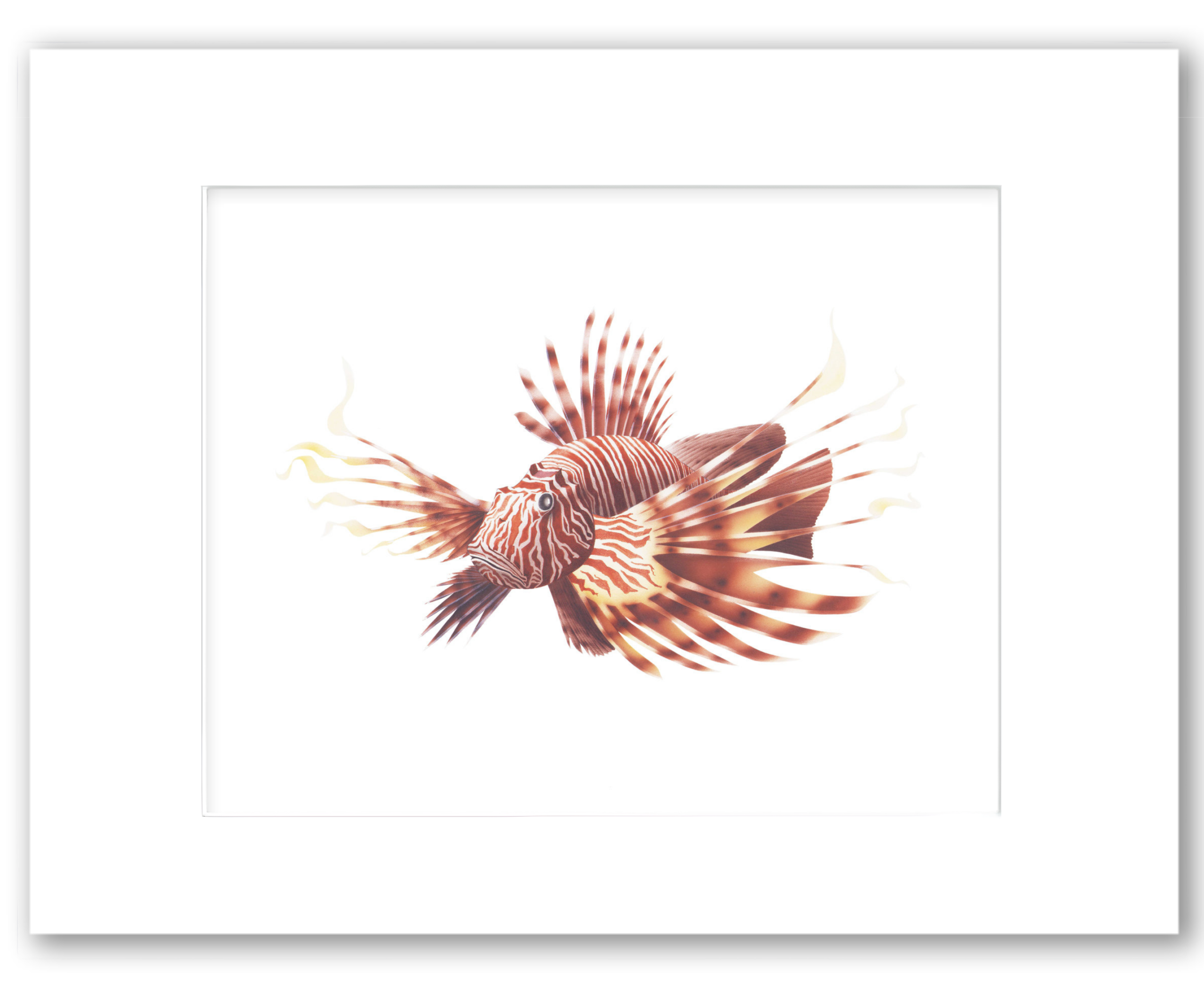 Scorpion Fish
