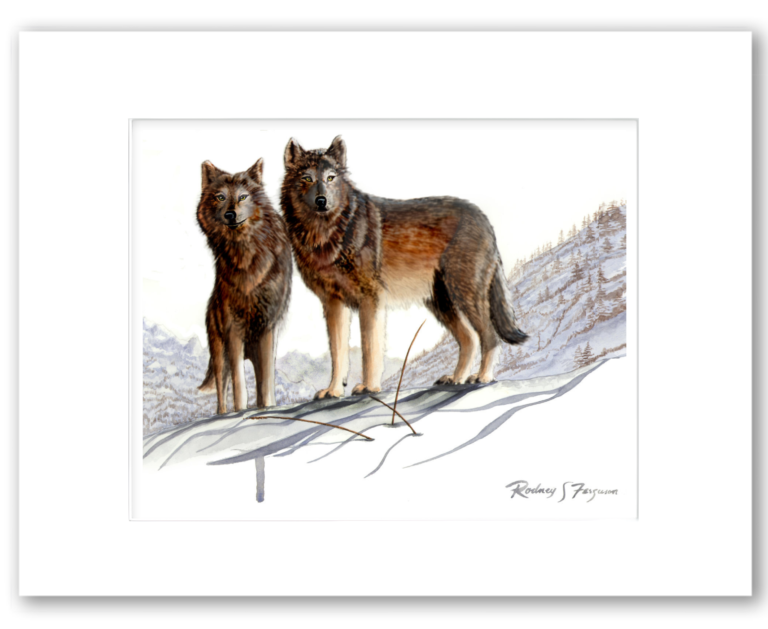 Timber Wolves