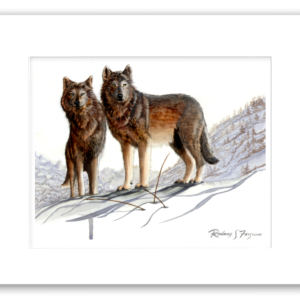 Single matted watercolor giclée print of Alpha Timber Wolves, featuring a male and female timber wolf overlooking the Arctic tundra while searching for prey, printed on archival acid-free paper from original artwork by Rodney Ferguson.
