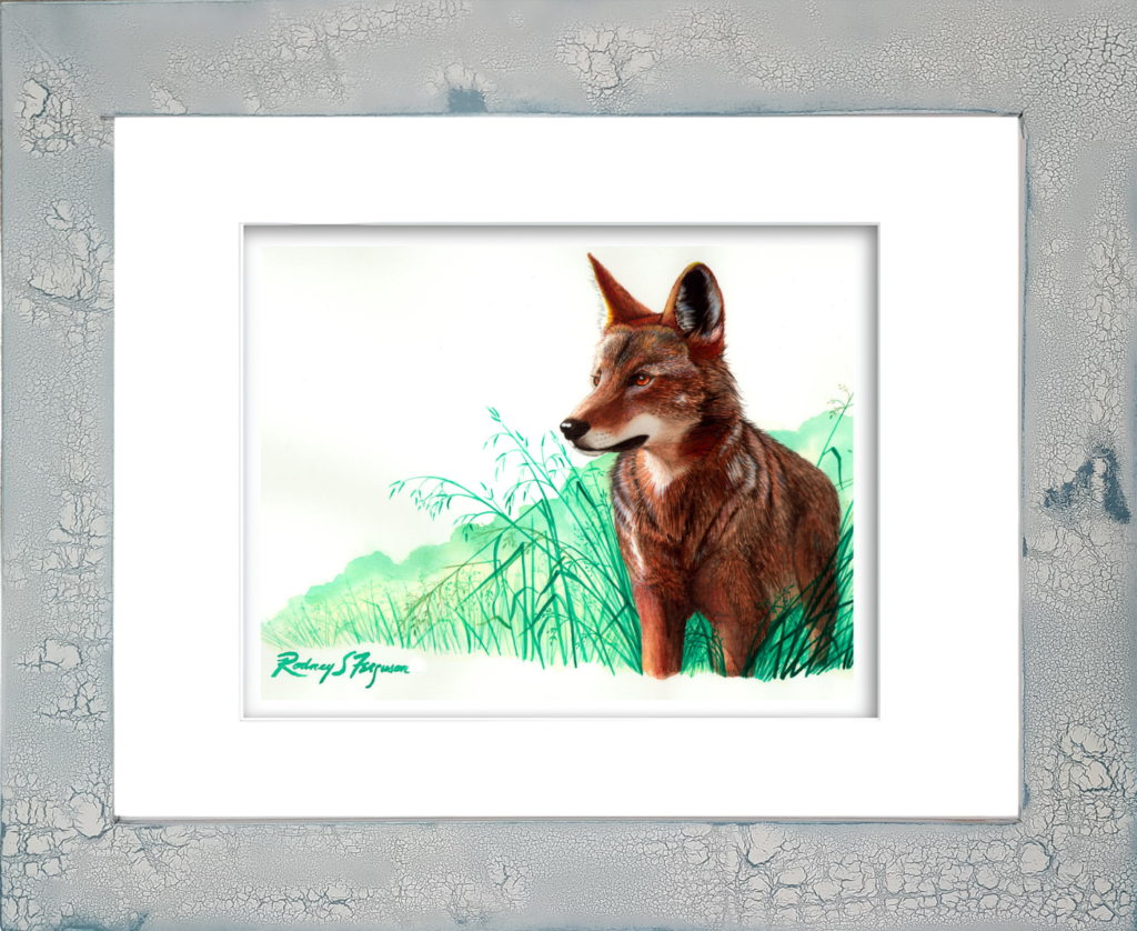 Eastern Red Wolf watercolor giclée print by Rodney Ferguson featuring a majestic red wolf standing on a ridge overlooking its newly established territory east of the Mississippi River, presented in a handcrafted distressed and crackled coastal wood frame with unique texture and weathered character.