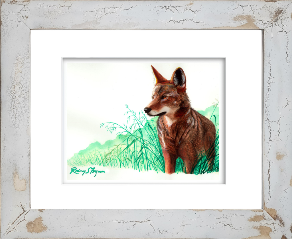Eastern Red Wolf watercolor giclée print by Rodney Ferguson featuring a majestic red wolf standing on a ridge overlooking its newly established territory east of the Mississippi River, presented in a handcrafted distressed and crackled coastal wood frame with unique texture and weathered character.