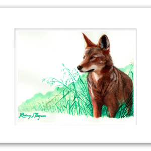 Eastern Red Wolf watercolor giclée print by Rodney Ferguson showing a red wolf overlooking restored habitat east of the Mississippi River, professionally matted and printed on archival acid-free paper.