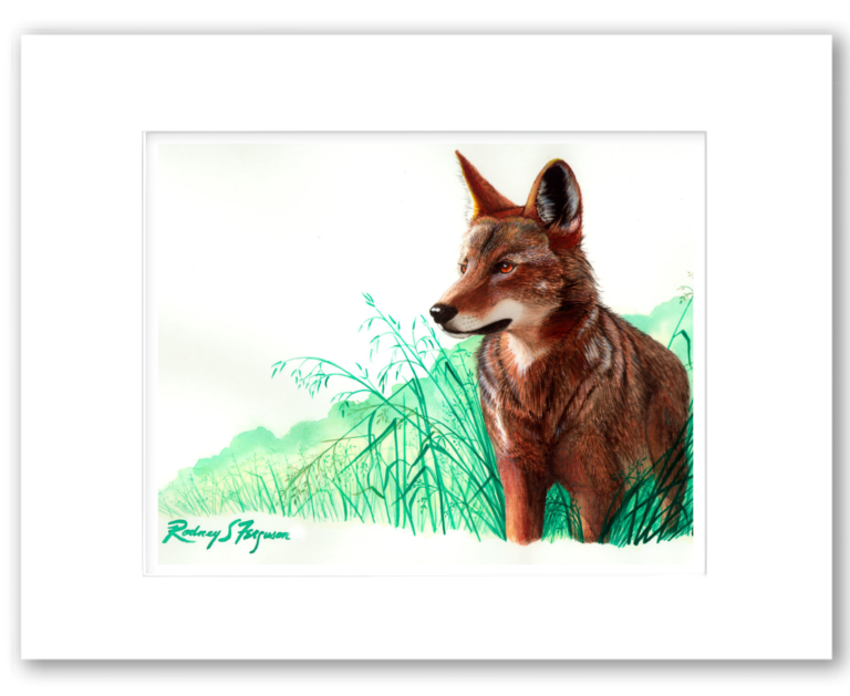 Eastern Red Wolf