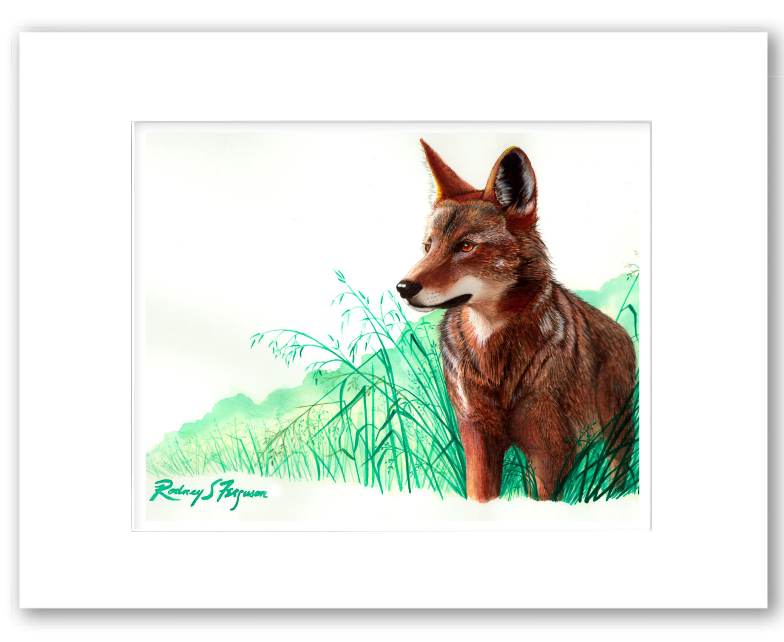 Eastern Red Wolf