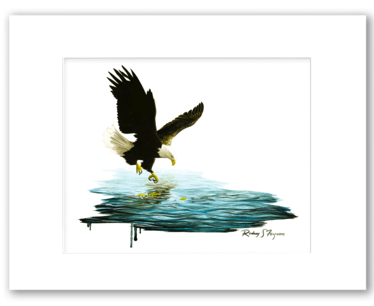 American Bald Eagle