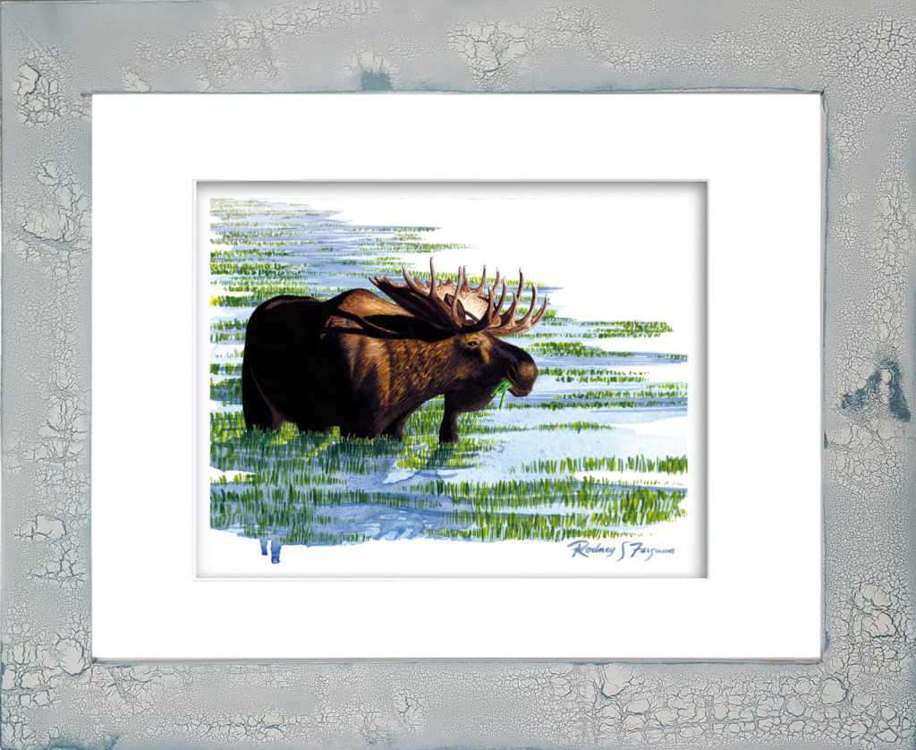 Watercolor giclée print of a majestic bull moose feeding among wetland reeds, mounted in a handmade distressed and crackled coastal frame with unique weathered textures and rustic artisan craftsmanship.