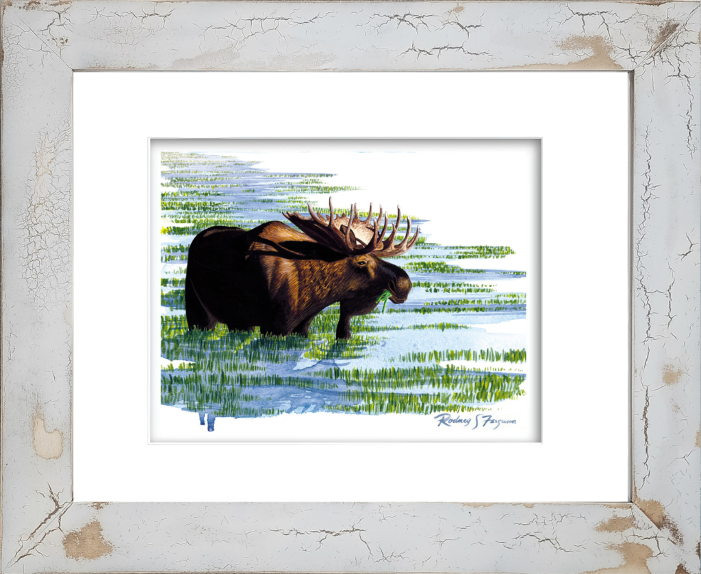 Watercolor giclée print of a majestic bull moose feeding among wetland reeds, mounted in a handmade distressed and crackled coastal frame with unique weathered textures and rustic artisan craftsmanship.