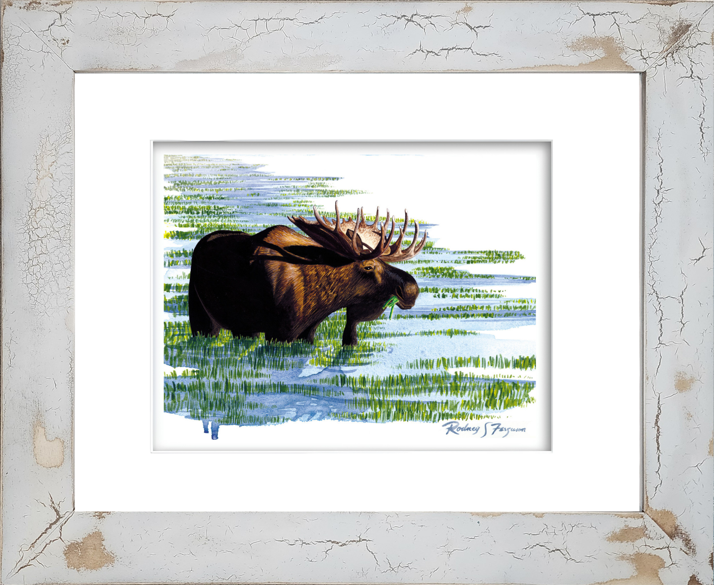 Watercolor giclée print of a majestic bull moose feeding among wetland reeds, mounted in a handmade distressed and crackled coastal frame with unique weathered textures and rustic artisan craftsmanship.