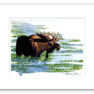 Watercolor giclée print of a bull moose feeding in marsh reeds, professionally matted and printed on 100% archival, acid-free, colorfast paper for lasting wildlife art preservation.