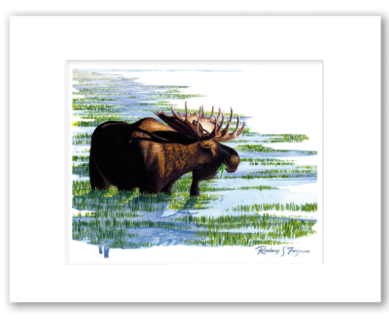 American Moose