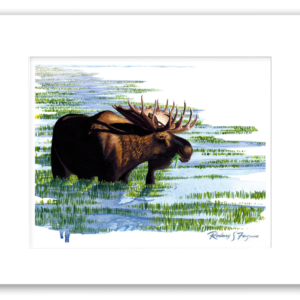 Watercolor giclée print of a bull moose feeding in marsh reeds, professionally matted and printed on 100% archival, acid-free, colorfast paper for lasting wildlife art preservation.