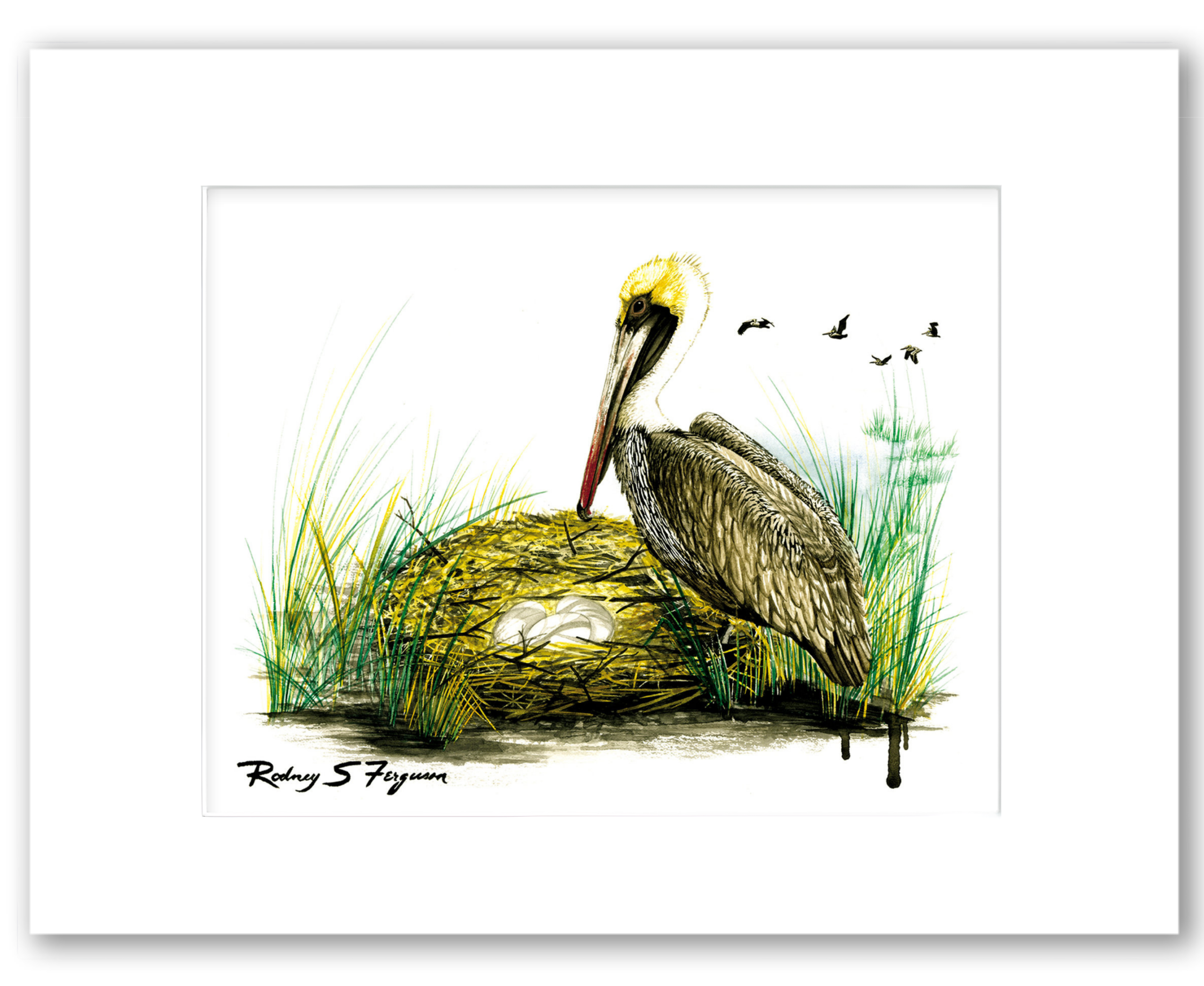Brown Pelican nesting with eggs watercolor giclée print by Rodney Ferguson, professionally matted and printed on 100% archival, acid-free, colorfast fine art paper.