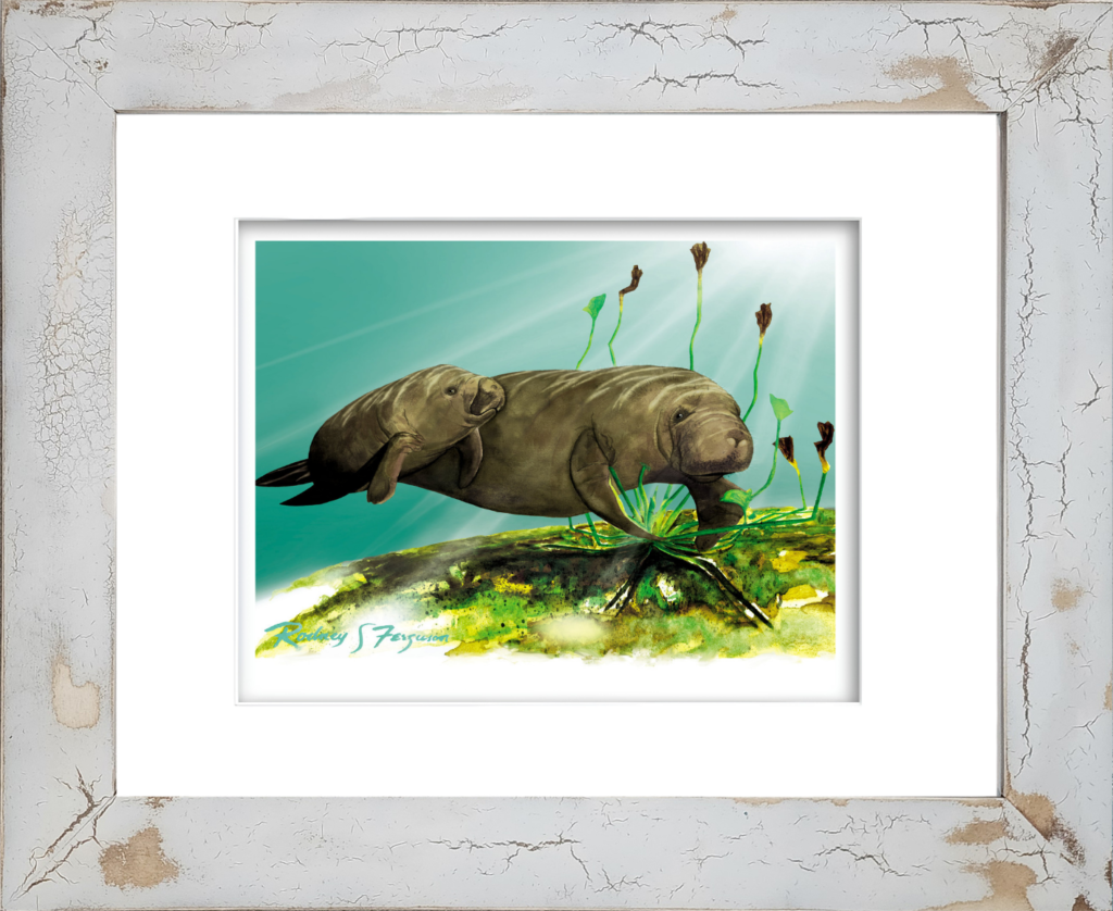 Rodney's watercolor giclée print depicting a female Florida manatee and her young calf gracefully swimming through crystal-clear coastal waters as sunlight filters through the surface above. Mounted in a handcrafted distressed and crackled coastal frame, this archival marine wildlife artwork celebrates the beauty of endangered manatees and their natural habitat.