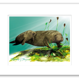 Rodney's watercolor giclée print of a Florida manatee mother and calf swimming peacefully beneath sunlit coastal waters. Professionally matted and printed on 100% archival, acid-free, colorfast paper, this marine wildlife artwork celebrates endangered manatees and ocean conservation.