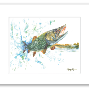 Rodney's watercolor giclée print of a Northern Pike leaping from a crystal-clear mountain lake while attempting to throw a fishing lure. Professionally matted and printed on 100% archival, acid-free, colorfast paper, this freshwater fishing artwork celebrates one of the world's most aggressive game fish.