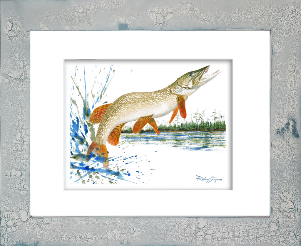 FRAMED GICLÉE PRINT – ALT TEXT Rodney's watercolor giclée print of a legendary Muskellunge (Musky) exploding from the water in a spectacular aerial display, spraying water in every direction. Mounted in a handcrafted distressed and crackled coastal frame, this archival freshwater fishing artwork celebrates one of the world's most elusive and highly prized trophy game fish.
