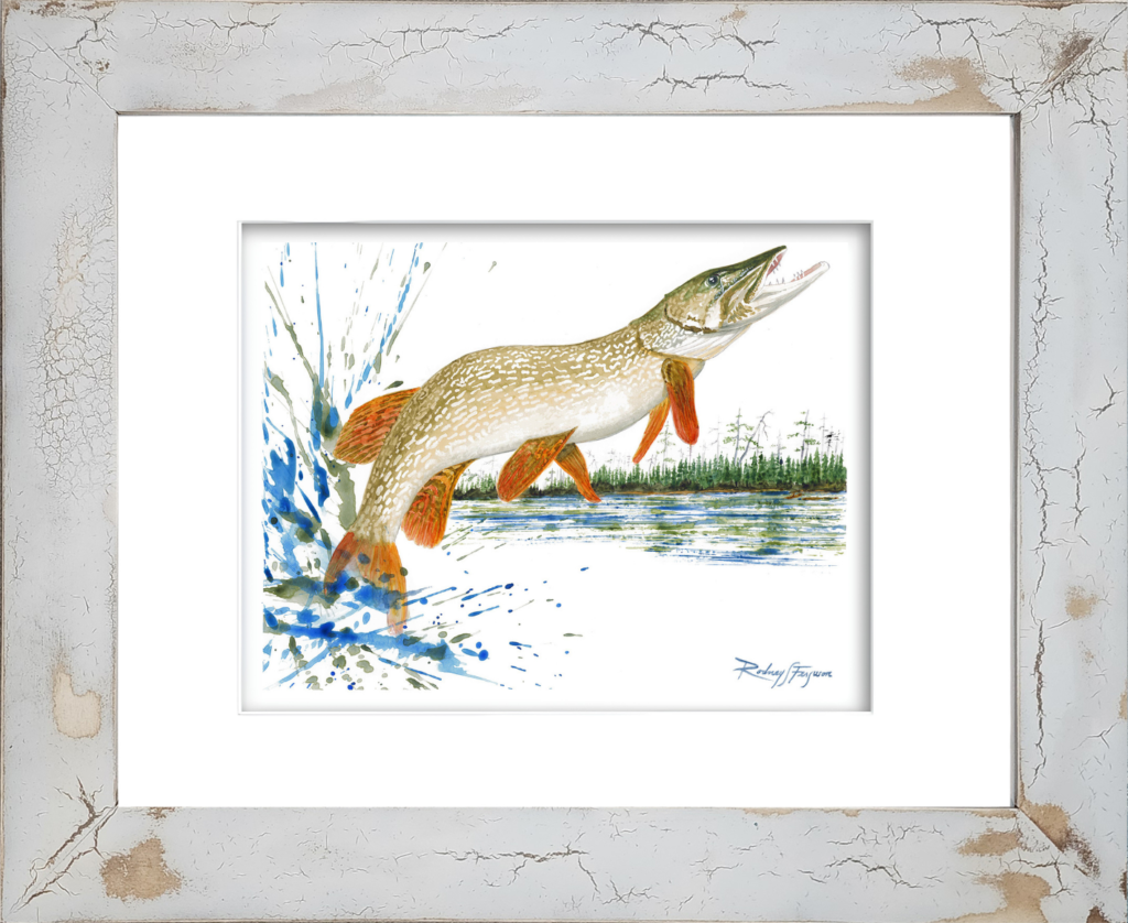Rodney's watercolor giclée print of a legendary Muskellunge (Musky) exploding from the water in a spectacular aerial display, spraying water in every direction. Mounted in a handcrafted distressed and crackled coastal frame, this archival freshwater fishing artwork celebrates one of the world's most elusive and highly prized trophy game fish.