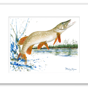 Rodney's watercolor giclée print of a trophy Muskellunge leaping high above the water while creating a dramatic explosion of spray. Professionally matted and printed on 100% archival, acid-free, colorfast paper, this freshwater fishing artwork celebrates the legendary Mighty Musky.