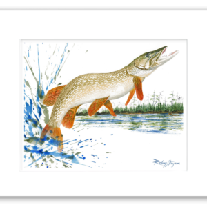 Rodney's watercolor giclée print of a trophy Muskellunge leaping high above the water while creating a dramatic explosion of spray. Professionally matted and printed on 100% archival, acid-free, colorfast paper, this freshwater fishing artwork celebrates the legendary Mighty Musky.