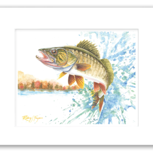 Rodney's watercolor giclée print of a Northern Walleye leaping from a lake amid brilliant autumn leaves and colorful shoreline reflections. Professionally matted and printed on 100% archival, acid-free, colorfast paper, this freshwater fishing artwork celebrates one of North America's most prized game fish.