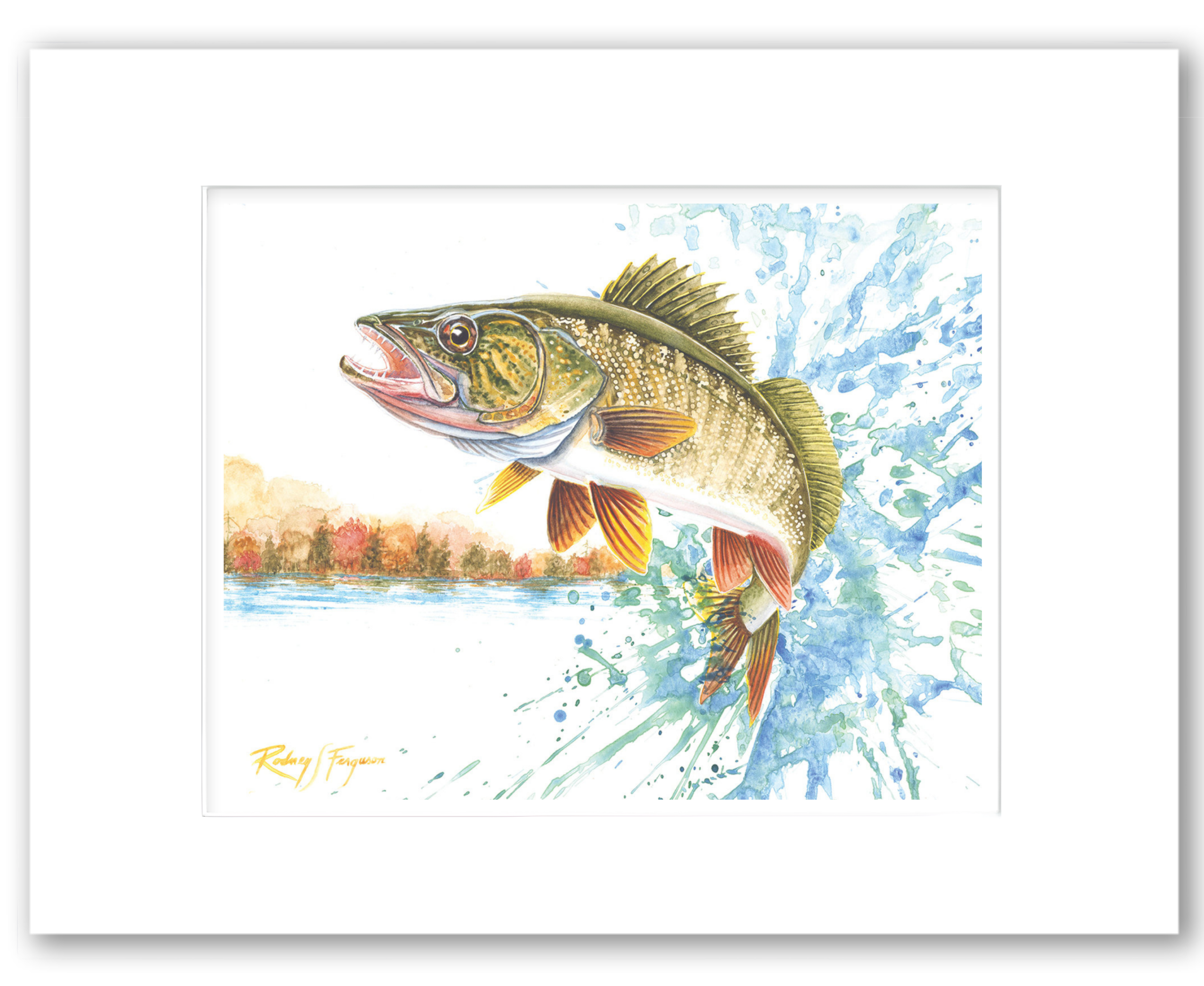 Rodney's watercolor giclée print of a Northern Walleye leaping from a lake amid brilliant autumn leaves and colorful shoreline reflections. Professionally matted and printed on 100% archival, acid-free, colorfast paper, this freshwater fishing artwork celebrates one of North America's most prized game fish.