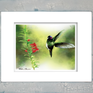 White-Cheeked hummingbird feeding from vibrant red-orange Fire Bush blossoms in Rodney Ferguson's watercolor giclée print, beautifully displayed in a distressed and crackled handmade coastal frame. Each artisan frame features unique textures, patterns, and weathered finishes, making every piece one of a kind.
