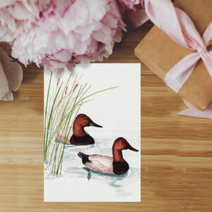 Tent-fold notecard featuring Rodney Ferguson's original watercolor artwork of Canvasback Ducks, printed on premium archival, acid-free cardstock. The reverse includes a brief biography of the Canvasback Duck, its life history, habitat, migration, interesting wildlife facts, and conservation organization links for helping preserve North America's wetlands and migratory birds. The inside is left blank for your personal message. Packaged as a gift assortment with five different bird image cards and five matching envelopes.