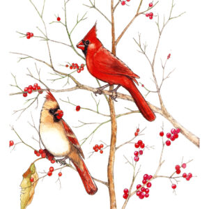 Original watercolor painting by nationally acclaimed artist Rodney Ferguson depicting a vibrant male and female Northern Cardinal perched among delicate winter branches adorned with bright red berries. The detailed bird artwork captures the male's brilliant scarlet plumage and the female's warm buff and red coloring, symbolizing beauty, devotion, and year-round life in North American woodlands. Fine art watercolor celebrating backyard birds, wildlife conservation, and nature.