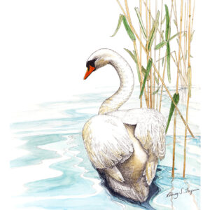 Original watercolor painting of a graceful Mute Swan by nationally renowned wildlife artist Rodney Ferguson. The elegant white swan glides peacefully through quiet, shallow water bordered by native bullrushes, leaving gentle ripples in its wake. Painted on premium archival, acid-free, colorfast watercolor paper, this one-of-a-kind original captures the timeless beauty, elegance, and serenity of one of nature's most majestic waterfowl.