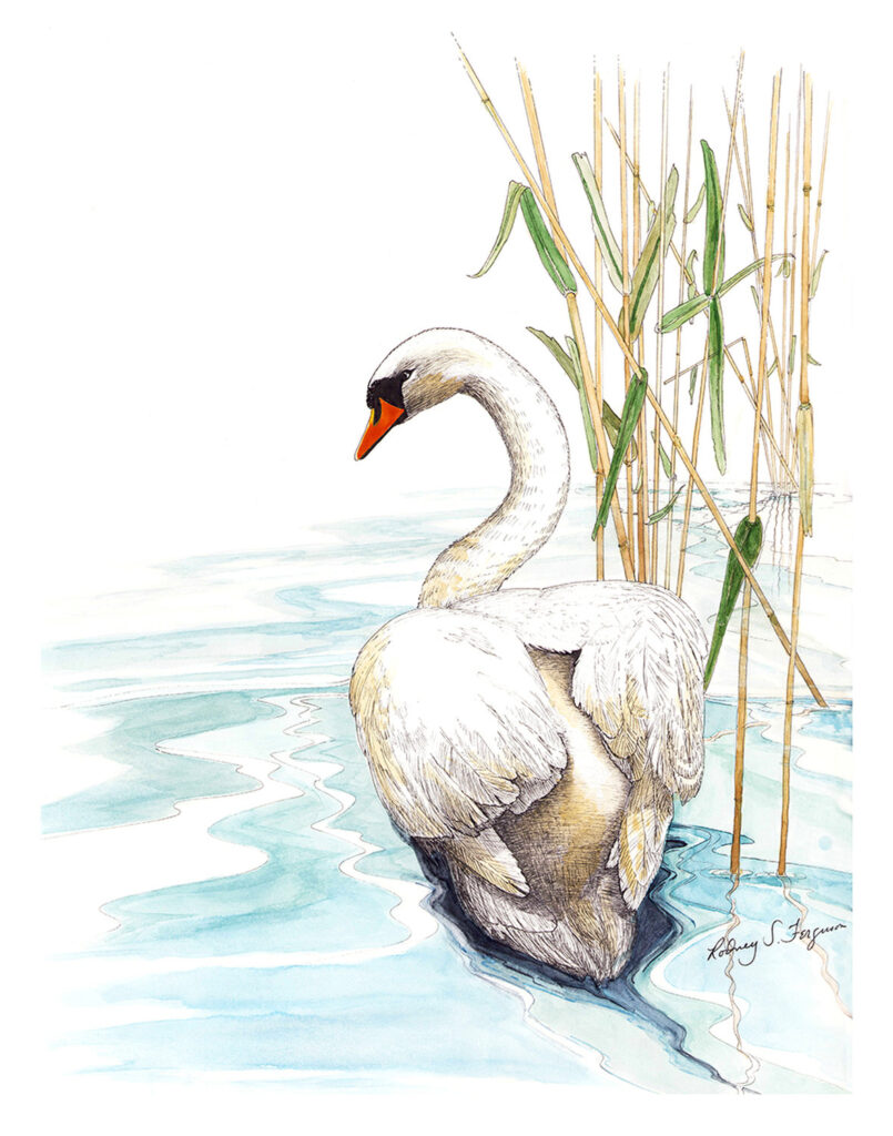 Original watercolor painting of a graceful Mute Swan by nationally renowned wildlife artist Rodney Ferguson. The elegant white swan glides peacefully through quiet, shallow water bordered by native bullrushes, leaving gentle ripples in its wake. Painted on premium archival, acid-free, colorfast watercolor paper, this one-of-a-kind original captures the timeless beauty, elegance, and serenity of one of nature's most majestic waterfowl.