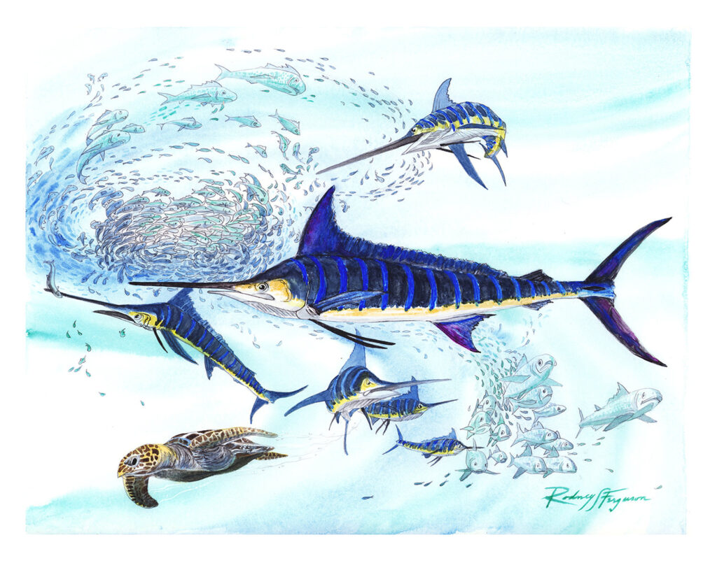 Original watercolor painting by nationally acclaimed artist Rodney Ferguson depicting a dramatic striped marlin feeding frenzy in the open ocean. Multiple iridescent blue-striped marlin slash through a swirling bait ball while a sea turtle swims below and scattered baitfish attempt to escape. This highly detailed marine wildlife artwork celebrates big game fishing, pelagic ocean ecosystems, sportfishing heritage, and marine conservation.