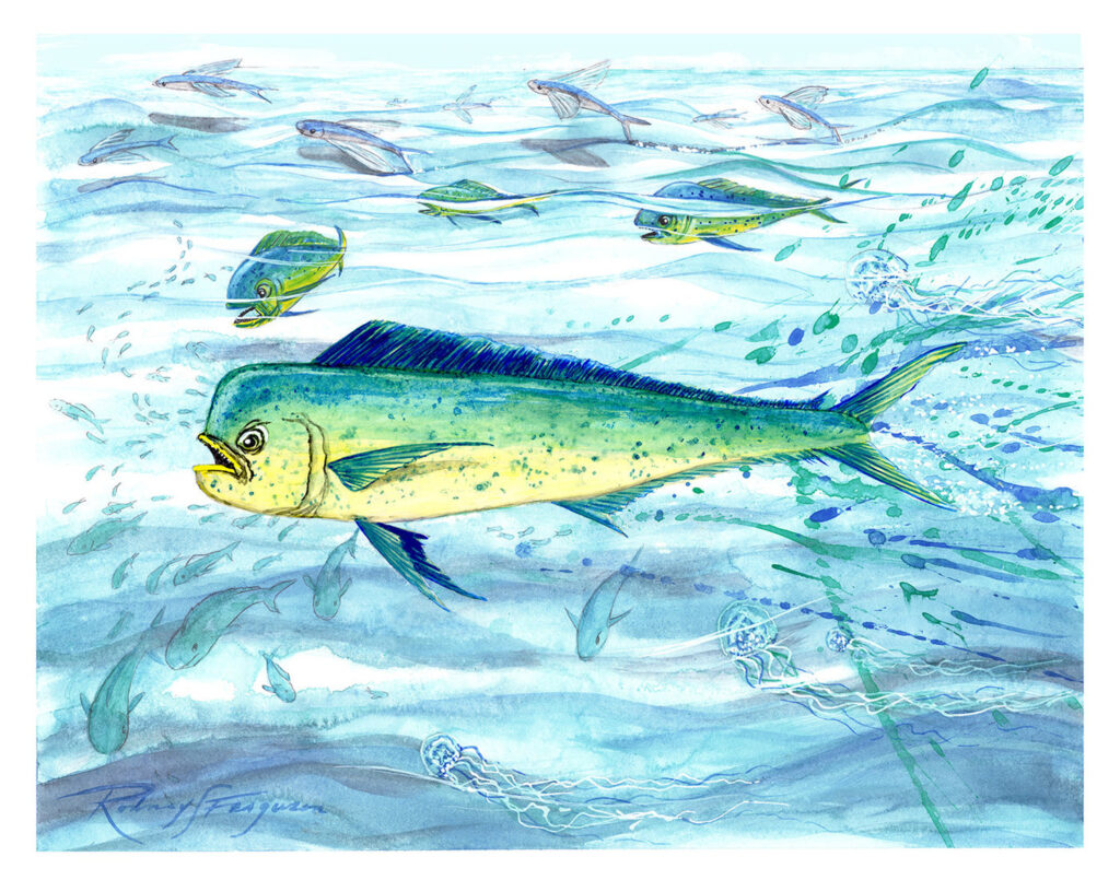 Original watercolor painting of a brilliantly colored Mahi Mahi (Dolphinfish) by nationally renowned wildlife artist Rodney Ferguson. The vibrant game fish swims effortlessly through crystal-clear tropical blue water, displaying its iridescent electric blue, emerald green, brilliant gold, and vivid yellow colors. Painted on premium archival, acid-free, colorfast watercolor paper, this one-of-a-kind marine artwork celebrates one of the ocean's most spectacular sport fish.