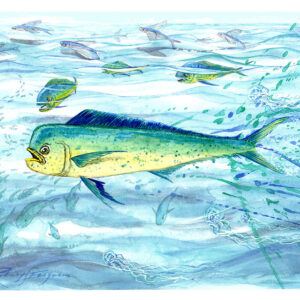 Original watercolor painting of a brilliantly colored Mahi Mahi (Dolphinfish) by nationally renowned wildlife artist Rodney Ferguson. The vibrant game fish swims effortlessly through crystal-clear tropical blue water, displaying its iridescent electric blue, emerald green, brilliant gold, and vivid yellow colors. Painted on premium archival, acid-free, colorfast watercolor paper, this one-of-a-kind marine artwork celebrates one of the ocean's most spectacular sport fish.