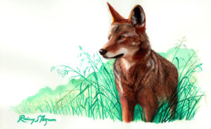 American Wildlife Cards (5)