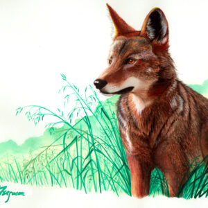 Rodney Ferguson Wildlife Collection tent-fold notecard set featuring five original watercolor paintings of the Eastern Red Wolf, American Moose, Timber Wolf, Peregrine Falcon, and American Bald Eagle. Printed on premium archival, acid-free, colorfast cardstock, each 4x5-inch card features full-color wildlife artwork on the front, a brief educational biography on the back, a blank interior for personal messages, and includes five matching envelopes.