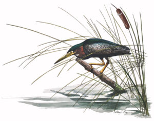 "Night Stalker" Green Night Heron