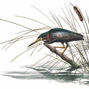Original watercolor painting by nationally acclaimed artist Rodney Ferguson depicting a Green Heron poised on a weathered branch among marsh reeds and cattails. The detailed coastal bird artwork showcases the heron's iridescent green back, chestnut neck, and focused hunting posture above reflective wetland waters. Fine art wildlife watercolor celebrating the beauty of native North American marsh birds.